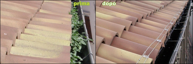 piccioni